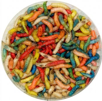 mixed maggots_350x349.jpg